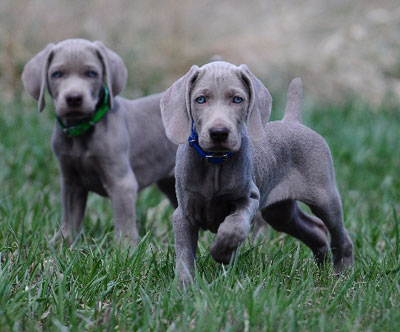 weimaraner puppies for sale near me